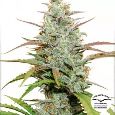 Mokum's Tulip Marijuana Plant