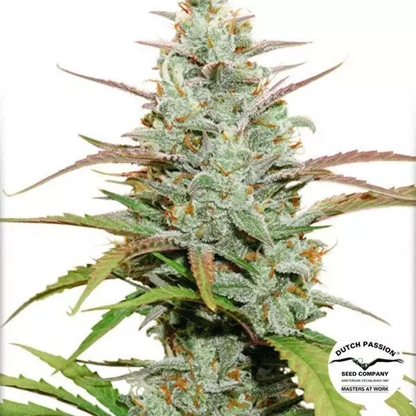 View Planta de marihuana