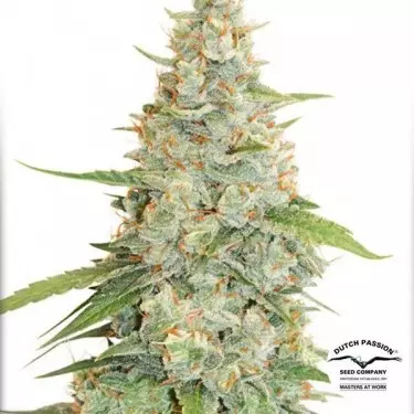 Meringue Marijuana Plant