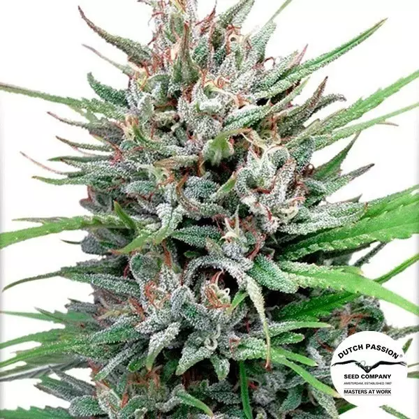 View Passion 1 cannabis plant