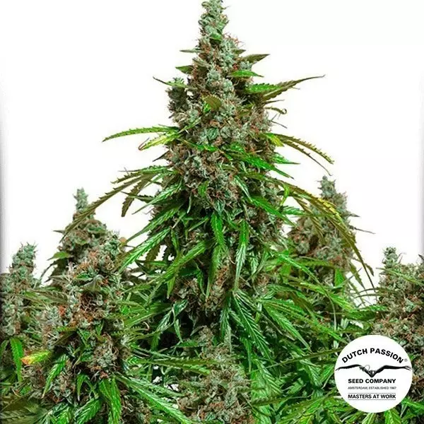 View Planta de marihuana