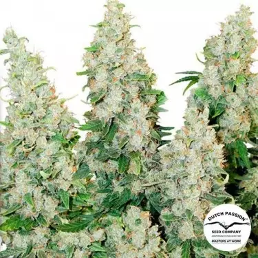 Think Different cannabis plant