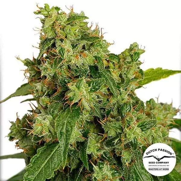 View Planta de marihuana