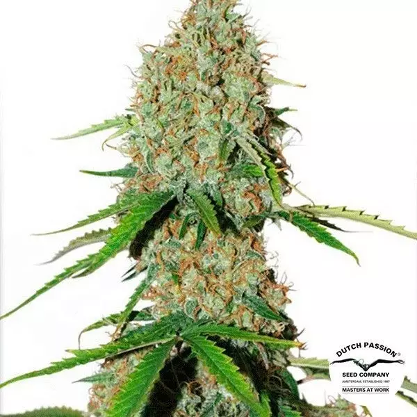 View Auto Brooklyn Sunrise Cannabis Plant