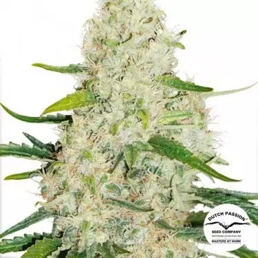Think Big Auto Feminized by Dutch Passion -GB