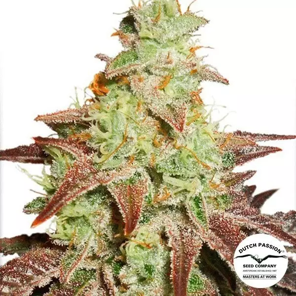 View Planta de maconha