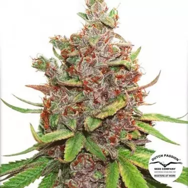 Auto Glueberry OG Cannabis Plant