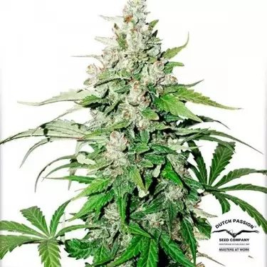 Auto Cinderella Jack Cannabis Plant