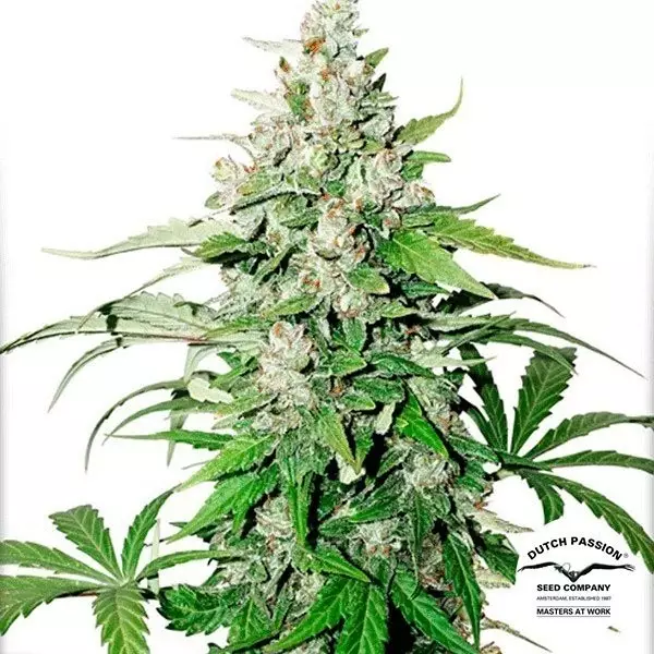 View Planta de marihuana