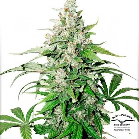 Planta de marihuana