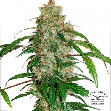 Plante de marijuana Auto CBD White Widow