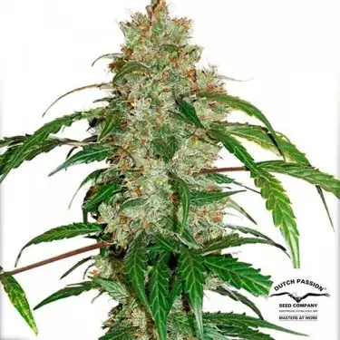 Auto CBD White Widow