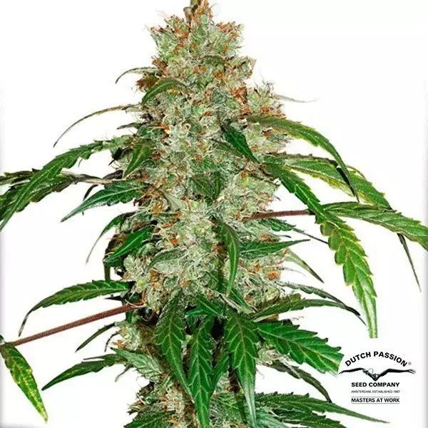 View Planta de maconha