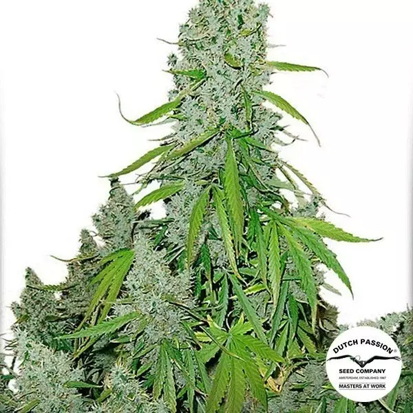 View Planta de marihuana