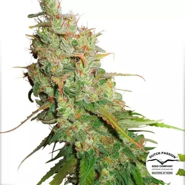 View Planta de marihuana