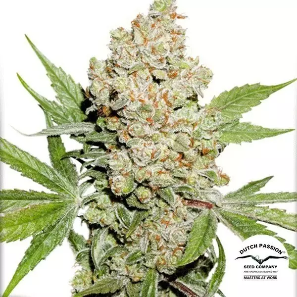 View Planta de maconha