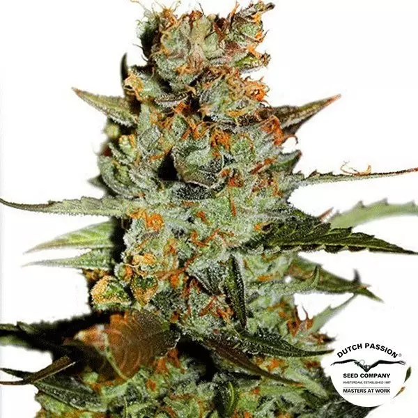 View Planta de marihuana