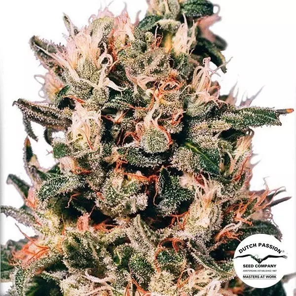 View Euforia ® Regular cannabis plant