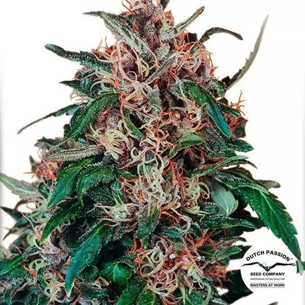 View Planta de maconha