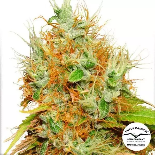 View Mazar ® Regular cannabis plant