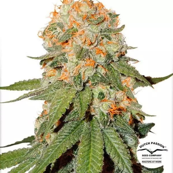 View Orange Bud ® Regular cannabis plant