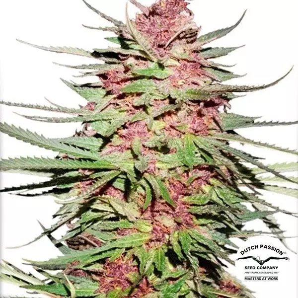 View Planta de marihuana