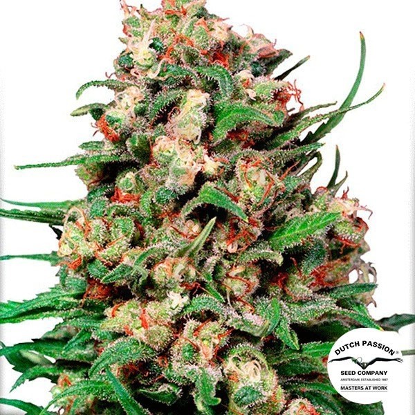 Skunk 1 Regular cannabis plant