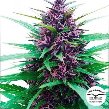 Shaman ® Regular cannabis plant