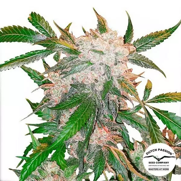 View White Widow Regular cannabis plant
