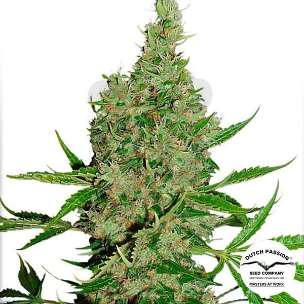 White Widow x The Ultimate® Regular cannabis plant