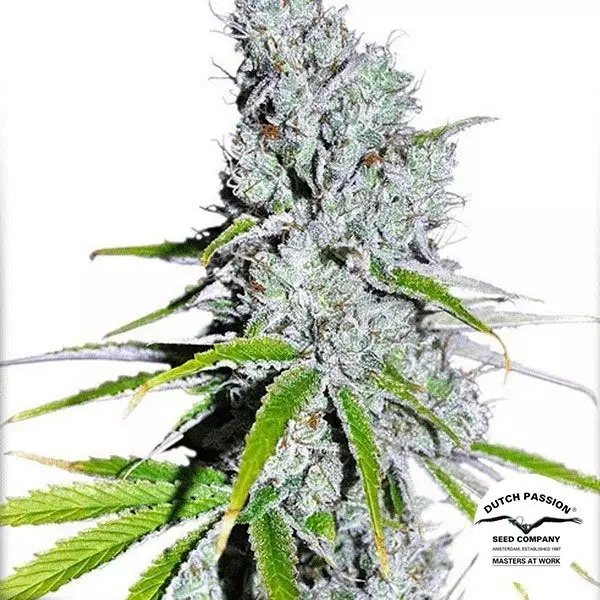 View Planta de marihuana