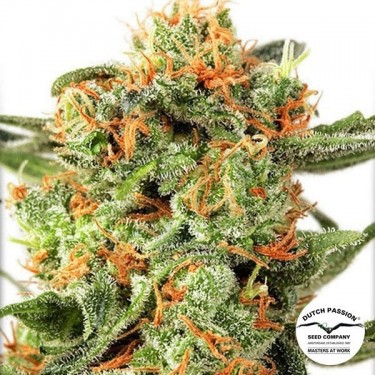 Orange Hill Special Cannabis Plant