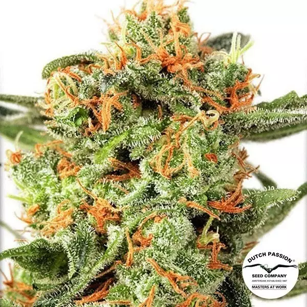 View Planta de marihuana