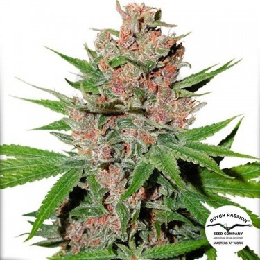 Passion Fruit Cannabis Plant