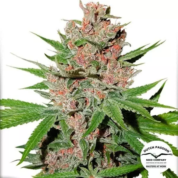 View Planta de marihuana