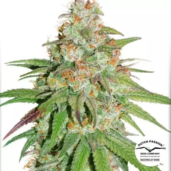 View Glueberry OG Cannabis Plant