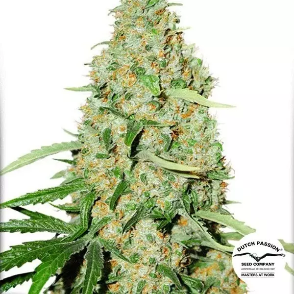 View Think Fast Cannabis Plant