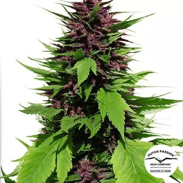 View Planta de marihuana