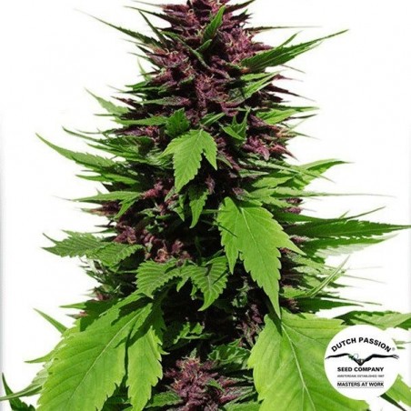 Planta de marihuana