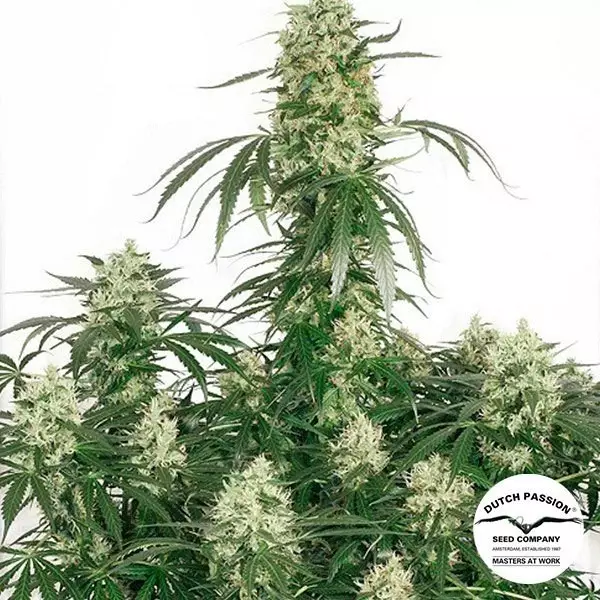 View Planta de marihuana