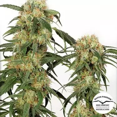 Pamir Gold marijuana plant