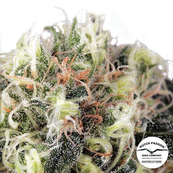 Snow Bud marijuana plant