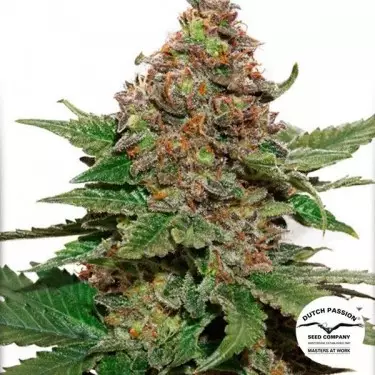 Strawberry Cough marijuana plant