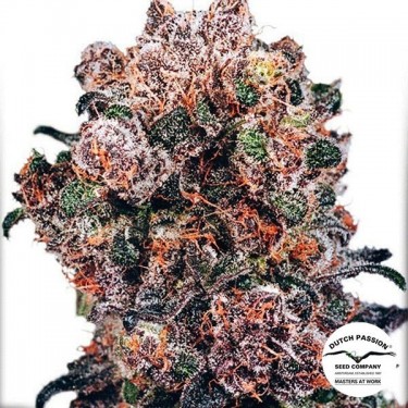 Blueberry marijuana plant