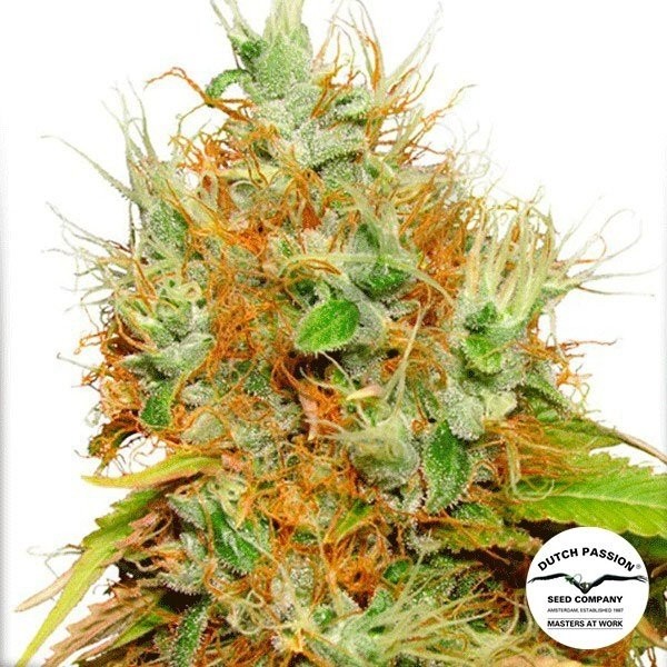 Mazar marijuana plant