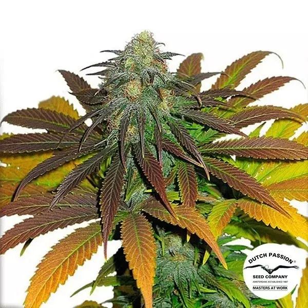 View California Orange marijuana plant