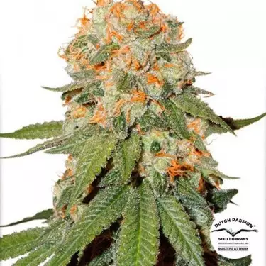 Orange buds marijuana plant