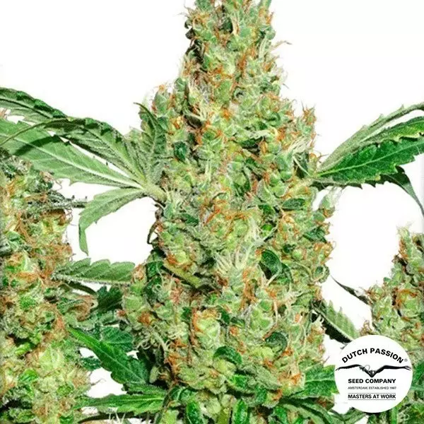 View Planta de marihuana