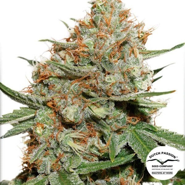 Skunk 11 cannabis plant
