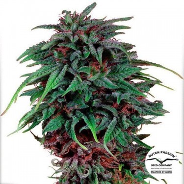 Durban Poison cannabis plant